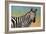 Portrait Of A Zebra-James W Johnson-Framed Giclee Print