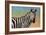 Portrait Of A Zebra-James W Johnson-Framed Giclee Print