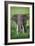 Portrait of African Elephant (Loxodonta Africana), Ngorongoro Crater-null-Framed Photographic Print