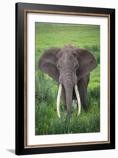 Portrait of African Elephant (Loxodonta Africana), Ngorongoro Crater-null-Framed Photographic Print