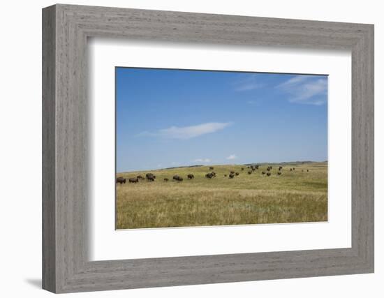 Portrait of American Bison Grazing in the Grasslands, North Dakota-Angel Wynn-Framed Photographic Print