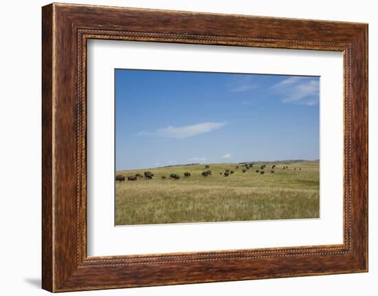 Portrait of American Bison Grazing in the Grasslands, North Dakota-Angel Wynn-Framed Photographic Print