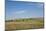 Portrait of American Bison Grazing in the Grasslands, North Dakota-Angel Wynn-Mounted Photographic Print