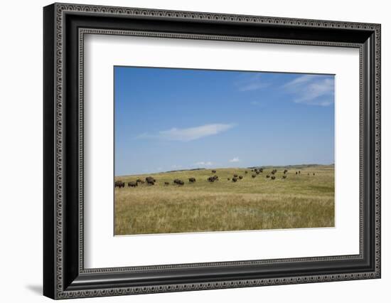 Portrait of American Bison Grazing in the Grasslands, North Dakota-Angel Wynn-Framed Photographic Print