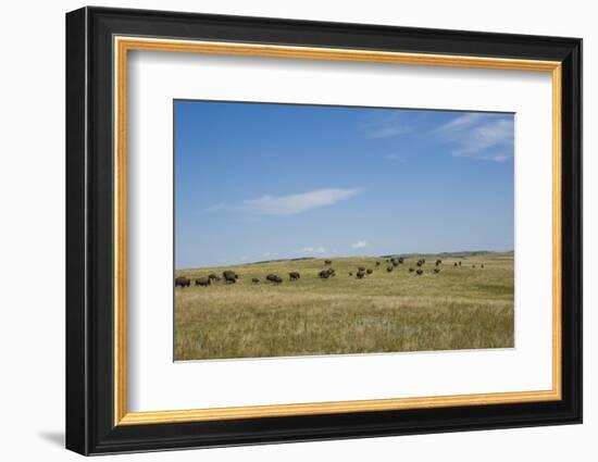 Portrait of American Bison Grazing in the Grasslands, North Dakota-Angel Wynn-Framed Photographic Print