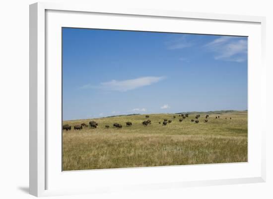 Portrait of American Bison Grazing in the Grasslands, North Dakota-Angel Wynn-Framed Photographic Print