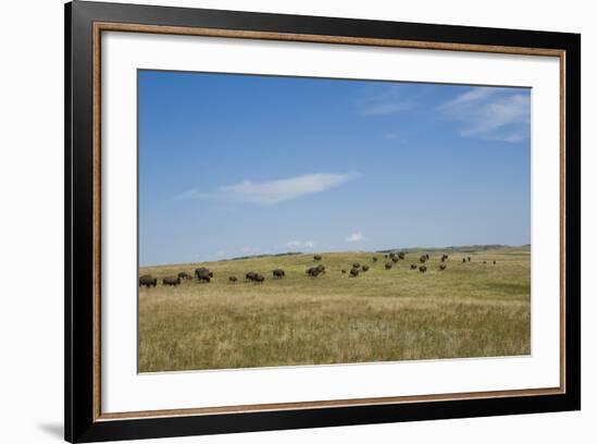 Portrait of American Bison Grazing in the Grasslands, North Dakota-Angel Wynn-Framed Photographic Print