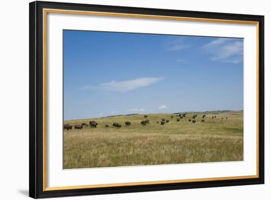 Portrait of American Bison Grazing in the Grasslands, North Dakota-Angel Wynn-Framed Photographic Print