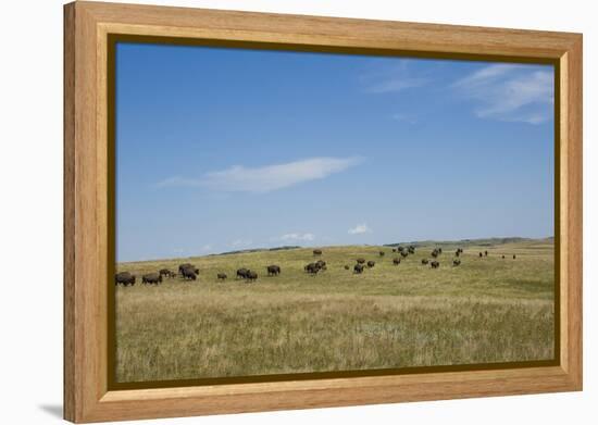 Portrait of American Bison Grazing in the Grasslands, North Dakota-Angel Wynn-Framed Premier Image Canvas