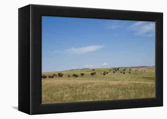 Portrait of American Bison Grazing in the Grasslands, North Dakota-Angel Wynn-Framed Premier Image Canvas