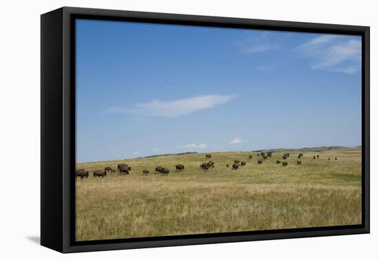 Portrait of American Bison Grazing in the Grasslands, North Dakota-Angel Wynn-Framed Premier Image Canvas