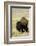 Portrait of American Bison Grazing in the Grasslands, North Dakota-Angel Wynn-Framed Photographic Print