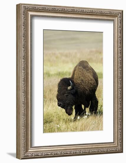 Portrait of American Bison Grazing in the Grasslands, North Dakota-Angel Wynn-Framed Photographic Print