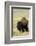 Portrait of American Bison Grazing in the Grasslands, North Dakota-Angel Wynn-Framed Photographic Print