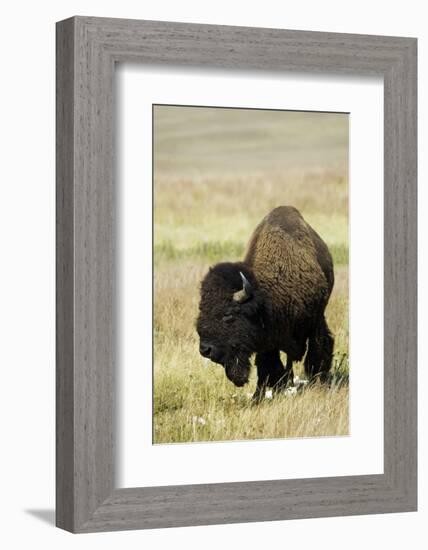 Portrait of American Bison Grazing in the Grasslands, North Dakota-Angel Wynn-Framed Photographic Print