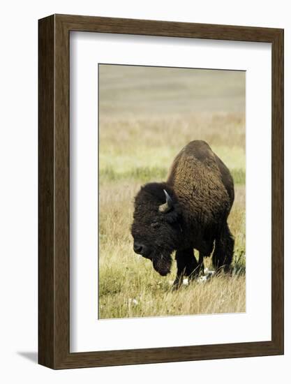 Portrait of American Bison Grazing in the Grasslands, North Dakota-Angel Wynn-Framed Photographic Print