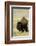 Portrait of American Bison Grazing in the Grasslands, North Dakota-Angel Wynn-Framed Photographic Print