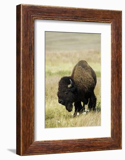 Portrait of American Bison Grazing in the Grasslands, North Dakota-Angel Wynn-Framed Photographic Print