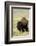 Portrait of American Bison Grazing in the Grasslands, North Dakota-Angel Wynn-Framed Photographic Print