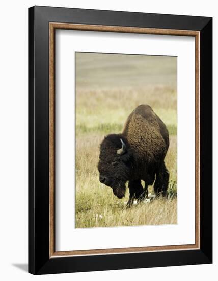 Portrait of American Bison Grazing in the Grasslands, North Dakota-Angel Wynn-Framed Photographic Print