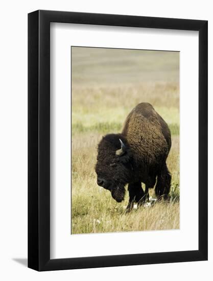 Portrait of American Bison Grazing in the Grasslands, North Dakota-Angel Wynn-Framed Photographic Print