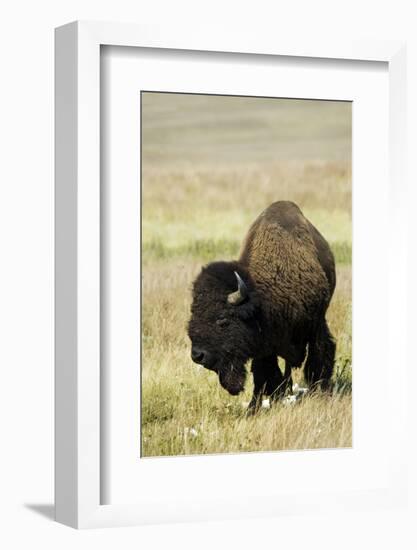 Portrait of American Bison Grazing in the Grasslands, North Dakota-Angel Wynn-Framed Photographic Print