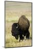 Portrait of American Bison Grazing in the Grasslands, North Dakota-Angel Wynn-Mounted Photographic Print