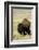 Portrait of American Bison Grazing in the Grasslands, North Dakota-Angel Wynn-Framed Photographic Print