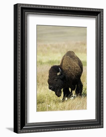 Portrait of American Bison Grazing in the Grasslands, North Dakota-Angel Wynn-Framed Photographic Print