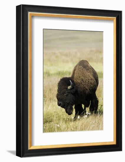 Portrait of American Bison Grazing in the Grasslands, North Dakota-Angel Wynn-Framed Photographic Print