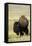 Portrait of American Bison Grazing in the Grasslands, North Dakota-Angel Wynn-Framed Premier Image Canvas