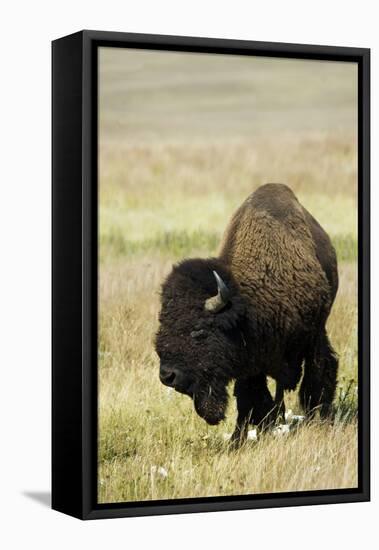 Portrait of American Bison Grazing in the Grasslands, North Dakota-Angel Wynn-Framed Premier Image Canvas