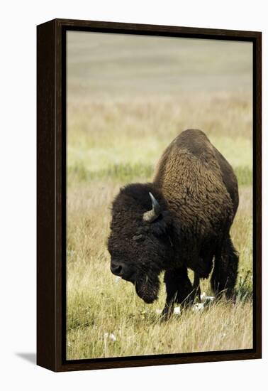 Portrait of American Bison Grazing in the Grasslands, North Dakota-Angel Wynn-Framed Premier Image Canvas