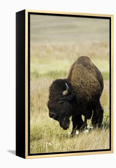 Portrait of American Bison Grazing in the Grasslands, North Dakota-Angel Wynn-Framed Premier Image Canvas