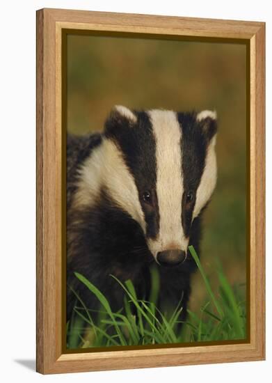 Portrait of an Adult Badger (Meles Meles), Derbyshire, UK-Andrew Parkinson-Framed Premier Image Canvas