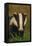 Portrait of an Adult Badger (Meles Meles), Derbyshire, UK-Andrew Parkinson-Framed Premier Image Canvas