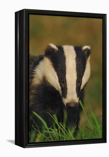 Portrait of an Adult Badger (Meles Meles), Derbyshire, UK-Andrew Parkinson-Framed Premier Image Canvas