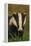 Portrait of an Adult Badger (Meles Meles), Derbyshire, UK-Andrew Parkinson-Framed Premier Image Canvas