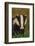 Portrait of an Adult Badger (Meles Meles), Derbyshire, UK-Andrew Parkinson-Framed Photographic Print