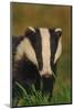 Portrait of an Adult Badger (Meles Meles), Derbyshire, UK-Andrew Parkinson-Mounted Photographic Print