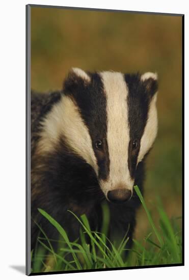 Portrait of an Adult Badger (Meles Meles), Derbyshire, UK-Andrew Parkinson-Mounted Photographic Print