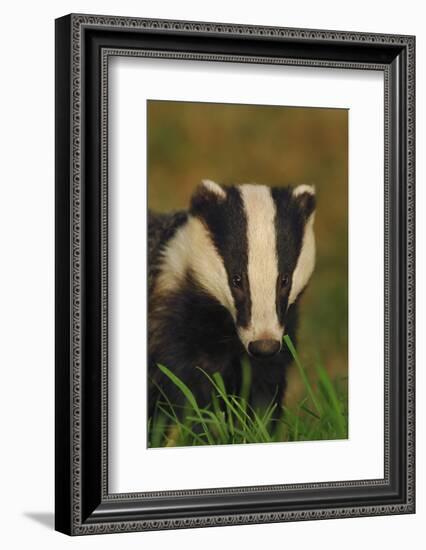 Portrait of an Adult Badger (Meles Meles), Derbyshire, UK-Andrew Parkinson-Framed Photographic Print