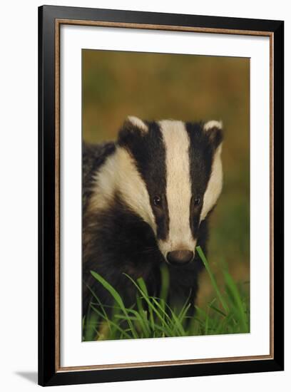 Portrait of an Adult Badger (Meles Meles), Derbyshire, UK-Andrew Parkinson-Framed Photographic Print