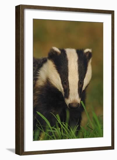 Portrait of an Adult Badger (Meles Meles), Derbyshire, UK-Andrew Parkinson-Framed Photographic Print