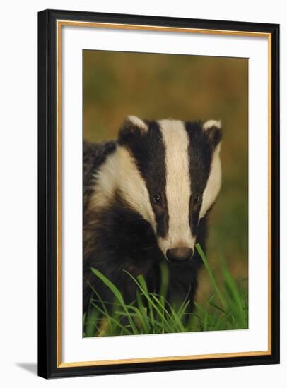 Portrait of an Adult Badger (Meles Meles), Derbyshire, UK-Andrew Parkinson-Framed Photographic Print