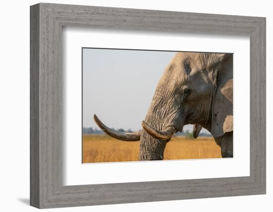 Portrait of an African elephant (Loxodonta africana), Okavango Delta, Botswana, Africa-Sergio Pitamitz-Framed Photographic Print