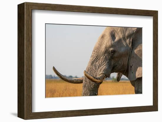 Portrait of an African elephant (Loxodonta africana), Okavango Delta, Botswana, Africa-Sergio Pitamitz-Framed Photographic Print