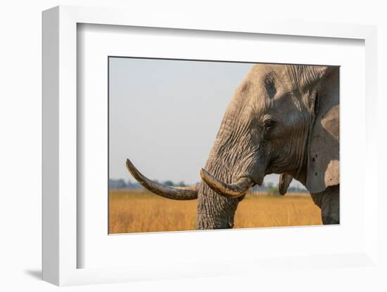 Portrait of an African elephant (Loxodonta africana), Okavango Delta, Botswana, Africa-Sergio Pitamitz-Framed Photographic Print