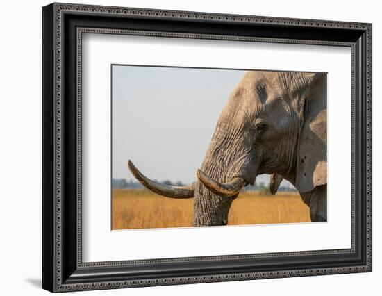 Portrait of an African elephant (Loxodonta africana), Okavango Delta, Botswana, Africa-Sergio Pitamitz-Framed Photographic Print