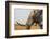 Portrait of an African elephant (Loxodonta africana), Okavango Delta, Botswana, Africa-Sergio Pitamitz-Framed Photographic Print